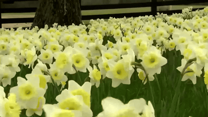 Daffodils